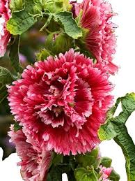 Image result for Alcea rosea `Appleblossom`