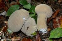 Attēlu rezultāti vaicājumam “Calvatia excipuliformis”