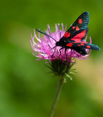 Attēlu rezultāti vaicājumam “Zygaena lonicerae”