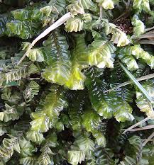 Attēlu rezultāti vaicājumam “Plagiochila asplenioides”