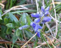 Attēlu rezultāti vaicājumam “Polygala amarella”