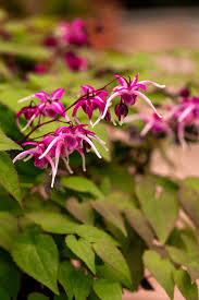 Attēlu rezultāti vaicājumam “Epimedium alpinum  flower”