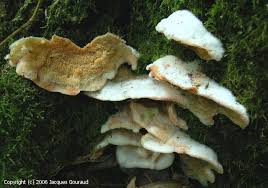 Attēlu rezultāti vaicājumam “Phlebia tremellosa”