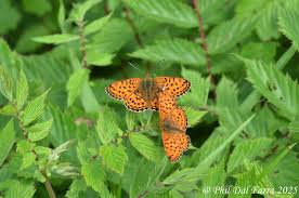 Attēlu rezultāti vaicājumam “Brenthis ino upperside”