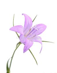 Image result for Campanula rapunculus