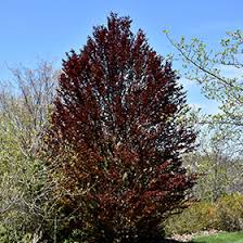 Attēlu rezultāti vaicājumam “Fagus sylvatica fo. purpurea”