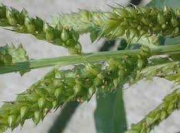 Attēlu rezultāti vaicājumam “Echinochloa crus-galli leaf”