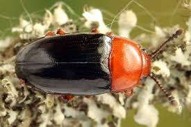 Attēlu rezultāti vaicājumam “Triplax russica”