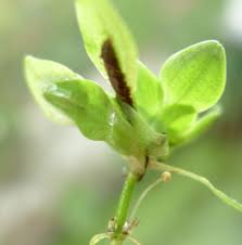Attēlu rezultāti vaicājumam “Callitrichaceae”