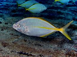 Image result for Pseudocaranx dentex