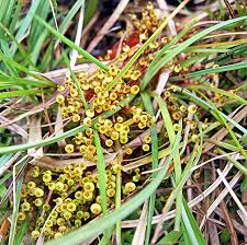 Attēlu rezultāti vaicājumam “Splachnum ampullaceum”