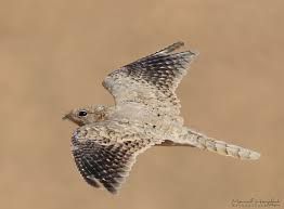 Image result for Caprimulgus aegyptius