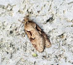 Attēlu rezultāti vaicājumam “Denisia similella”