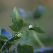 Attēlu rezultāti vaicājumam “Diplolepis eglanteriae”