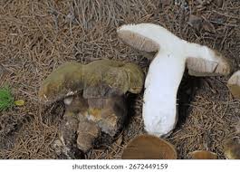 Attēlu rezultāti vaicājumam “Porphyrellus porphyrosporus”