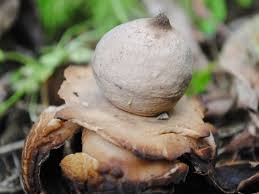 Attēlu rezultāti vaicājumam “Geastrum rufescens”
