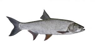 Image result for Aspius aspius