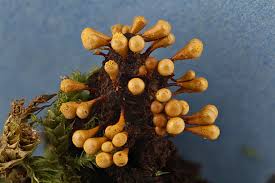 Attēlu rezultāti vaicājumam “Hemitrichia clavata stalked”