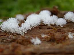 Attēlu rezultāti vaicājumam “Diderma floriforme stalked”