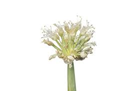 Attēlu rezultāti vaicājumam “Allium cepa bud”