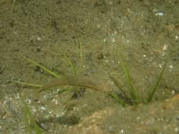 Attēlu rezultāti vaicājumam “Isoetes lacustris leaf”