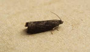 Attēlu rezultāti vaicājumam “Grapholita funebrana”