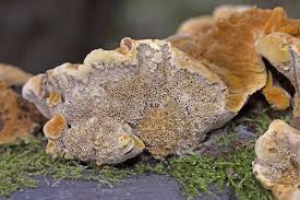 Attēlu rezultāti vaicājumam “Coriolopsis trogii”