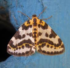 Attēlu rezultāti vaicājumam “Abraxas grossulariata pupa”