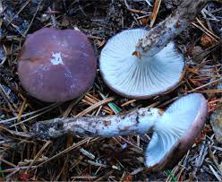 Attēlu rezultāti vaicājumam “Gomphidius glutinosus”