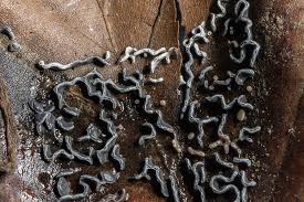 Attēlu rezultāti vaicājumam “Physarum bivalve”