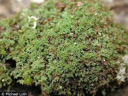 Attēlu rezultāti vaicājumam “Saelania glaucescens”