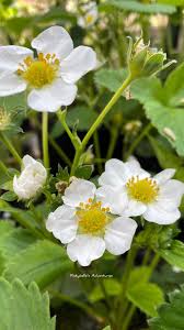 Attēlu rezultāti vaicājumam “Fragaria viridis flower”