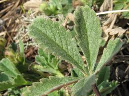 Attēlu rezultāti vaicājumam “Potentilla arenaria leaf”