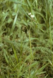 Attēlu rezultāti vaicājumam “Spergula arvensis”