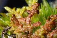 Attēlu rezultāti vaicājumam “Ptilidium ciliare”