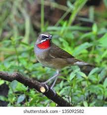 Image result for Luscinia calliope