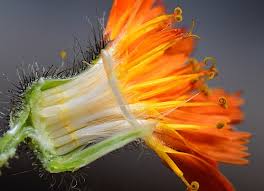 Attēlu rezultāti vaicājumam “Hieracium murorum bud”