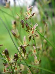 Attēlu rezultāti vaicājumam “Juncus gerardii flower”