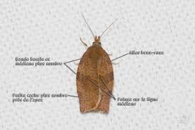 Attēlu rezultāti vaicājumam “Pandemis heparana”