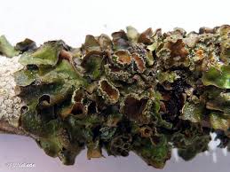 Attēlu rezultāti vaicājumam “Pleurosticta acetabulum”