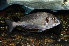 Image result for Sparus aurata