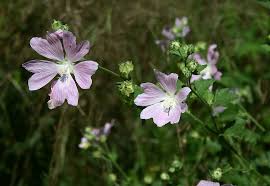 Image result for Lavatera thuringiaca