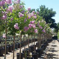 Image result for Lagerstroemia