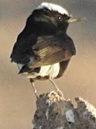 Image result for Oenanthe leucopyga