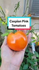 Afbeeldingsresultaat voor caspian pink tomato