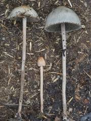 Attēlu rezultāti vaicājumam “Protostropharia alcis”