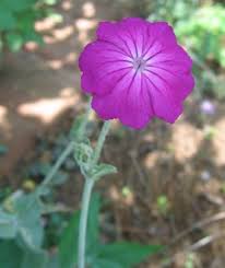 Image result for Lychnis coronaria alba