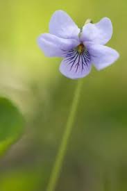 Attēlu rezultāti vaicājumam “Viola palustris”