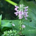 Attēlu rezultāti vaicājumam “Stachys palustris fruit”