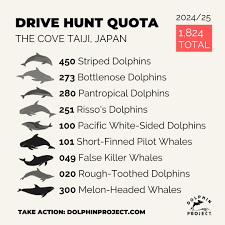Image result for japan dolphin slaughter